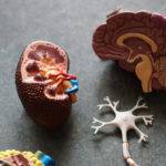 Balancing The Traumatised Brain